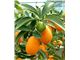 قیمت درخت کامکوات،درخت کامکوات،نهال کامکوات،سال 1402 Kumquat