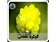 گوگرد در انواع کلوخه-گرانول-آلی-کریستالی-پودری-معدنی