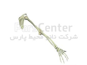 استخوان بندی اسکلت دست انسان(کتف،بازو،ساعدو مچ)