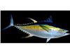 ماهی تن (skipjack - yellowfin )