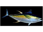 ماهی تن (skipjack - yellowfin )