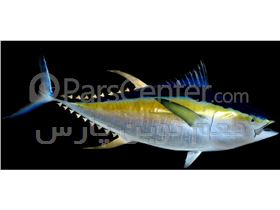 ماهی تن (skipjack - yellowfin )