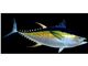 ماهی تن (skipjack - yellowfin )