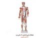 مولاژ عضلات بدن انسان ( ۹۰ سانتی متر ) نصف اندازه طبیعی