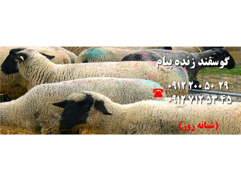 گوسفند زنده پیام