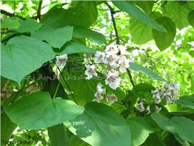 درخت جوالدوزک،Catalpa bignonioides Plant،سرده1403