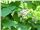 درخت جوالدوزک،Catalpa bignonioides Plant،سرده1403
