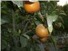 نهال میوه گلابی پرتغالی