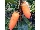 انواع نهال خرمالو - Persimmon seedlings