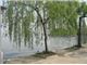 درخت بید مجنون-نهال بید مجنون- درسال 1402 Salix babylonica tree