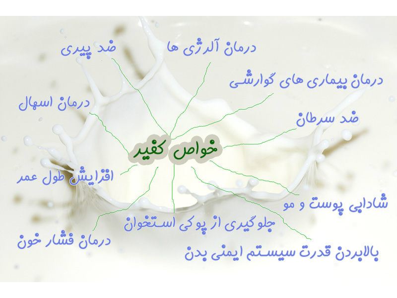 قارچ کفیر تهران
