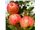 انواع  سیب پایه مالینگ،سیب گالا،سیب فوجی،سیب گلدن،سیب گلدن درسال 1402