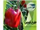 طرح توجیهی گلخانه فلفل دلمه ای