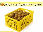 قیمت سبد حمل کیوی ، سبد 20 کیلویی پرتقال ، تولیدسبد مرکبات