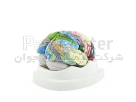 مولاژ مغز 2 قسمتی رنگی