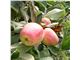 درخت سیب آنا/  در سال 1402 tree apple anna