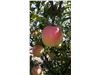 درخت سیب گلدن رندرز-apple golden renderz-نهال سیب پایه کوتاه1402