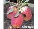 درخت سیب آنا/  در سال 1402 tree apple anna