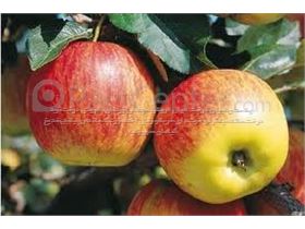 قیمت درخت سیب دلباراستیوال، درسال 1402