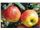 قیمت درخت سیب دلباراستیوال، درسال 1402