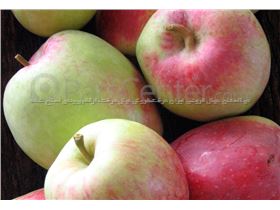 درخت سیب آنا/  در سال 1402 tree apple anna