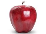 نهال میوه سیب رد استار کینگ