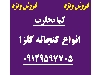 کنجاله کلزا