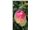 درخت سیب گلدن رندرز-apple golden renderz-نهال سیب پایه کوتاه1402