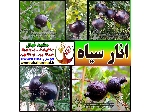 نهال انار سیاه-Black pomegranate