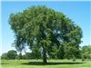 درخت  نارون درسال 1402