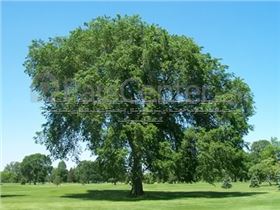 درخت  نارون درسال 1402