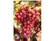 نهال انگور کریمسون - Crimson - نهال گلدانی انگور کریمسون