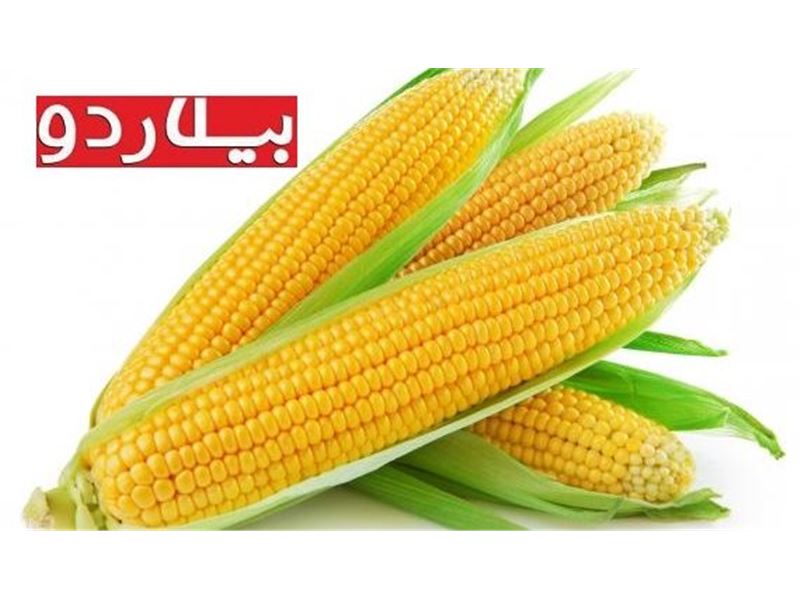 شهاب گسترمهرثمین