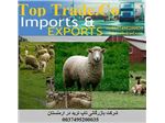 صادرات دام از ارمنستان به عراق،ایران،قطر و دبی