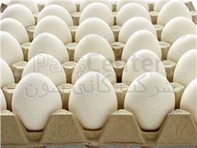 تخم مرغ صادراتی