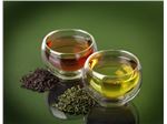 چای سبز محصول ممتازاستان گیلان 1402