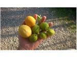 نهال لیمو ترش چهار فصل(بدون تیغ)