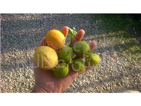 نهال لیمو ترش چهار فصل(بدون تیغ)