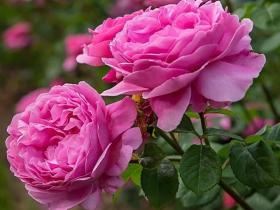 گلاب سنتی دوآتیشه