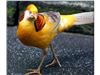 قرقاول لیمویی (  yellow golden pheasant )