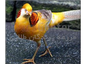 قرقاول لیمویی (  yellow golden pheasant )