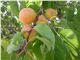 ارقام درخت زردآلو_زردالوجهانگیری در سال 1402 treeApricot