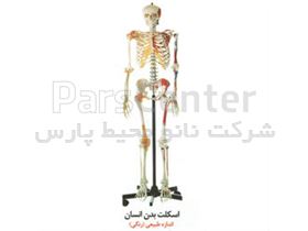 مدل استخوان بندی اسکلت بدن انسان رنگی