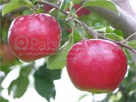 درخت سیب  درسال 1402 Idared