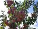 درخت سیب شیخ امیری# سال 1402 tree apple