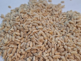 قیمت روز جو پوست کنده ایرانی و خارجی