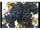 درخت زرشک سیاه- سال 1402 Black Barberry