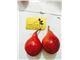 درخت گلابی قرمز آنجو#Red Anjou Pear