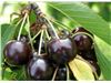 نهال میوه گیلاس سیاه