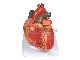مولاژ قلب انسان